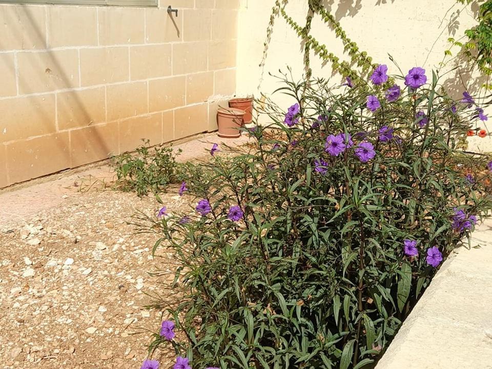 Dynesty B&B Birżebbuġa Bagian luar foto